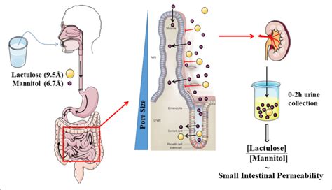 the intestinal permeability test in spondiloarthritis pdf|[PDF] INTESTINAL PERMEABILITY IN SPONDYLOARTHRITIS: .